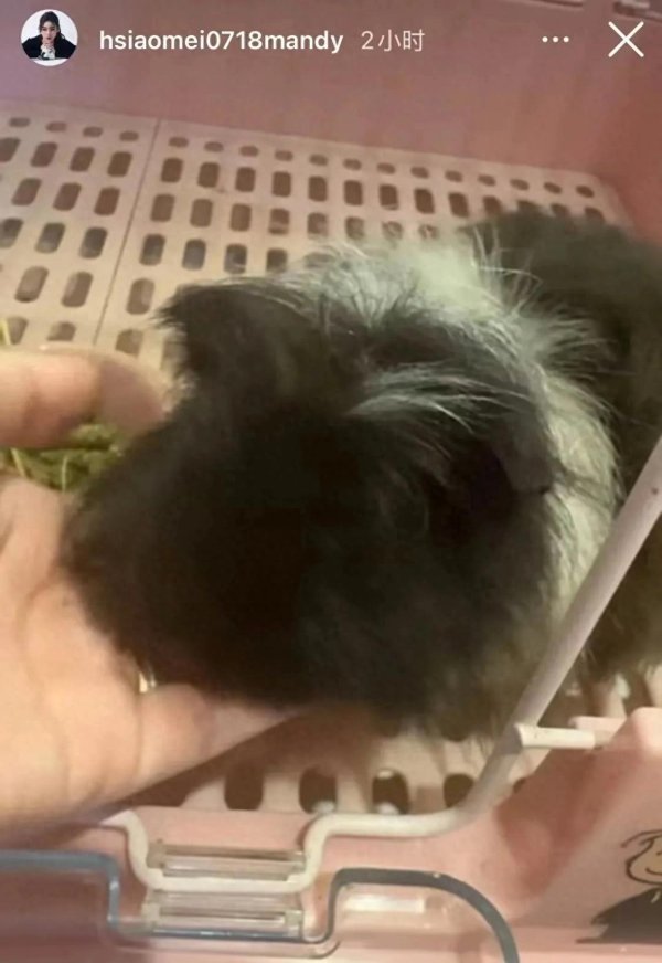 鼎宝融 马筱梅更新动态，晒与宠物合影，已带孩返台，小杨阿姨带薪休假中